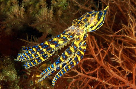 Blue Ringed Octopus